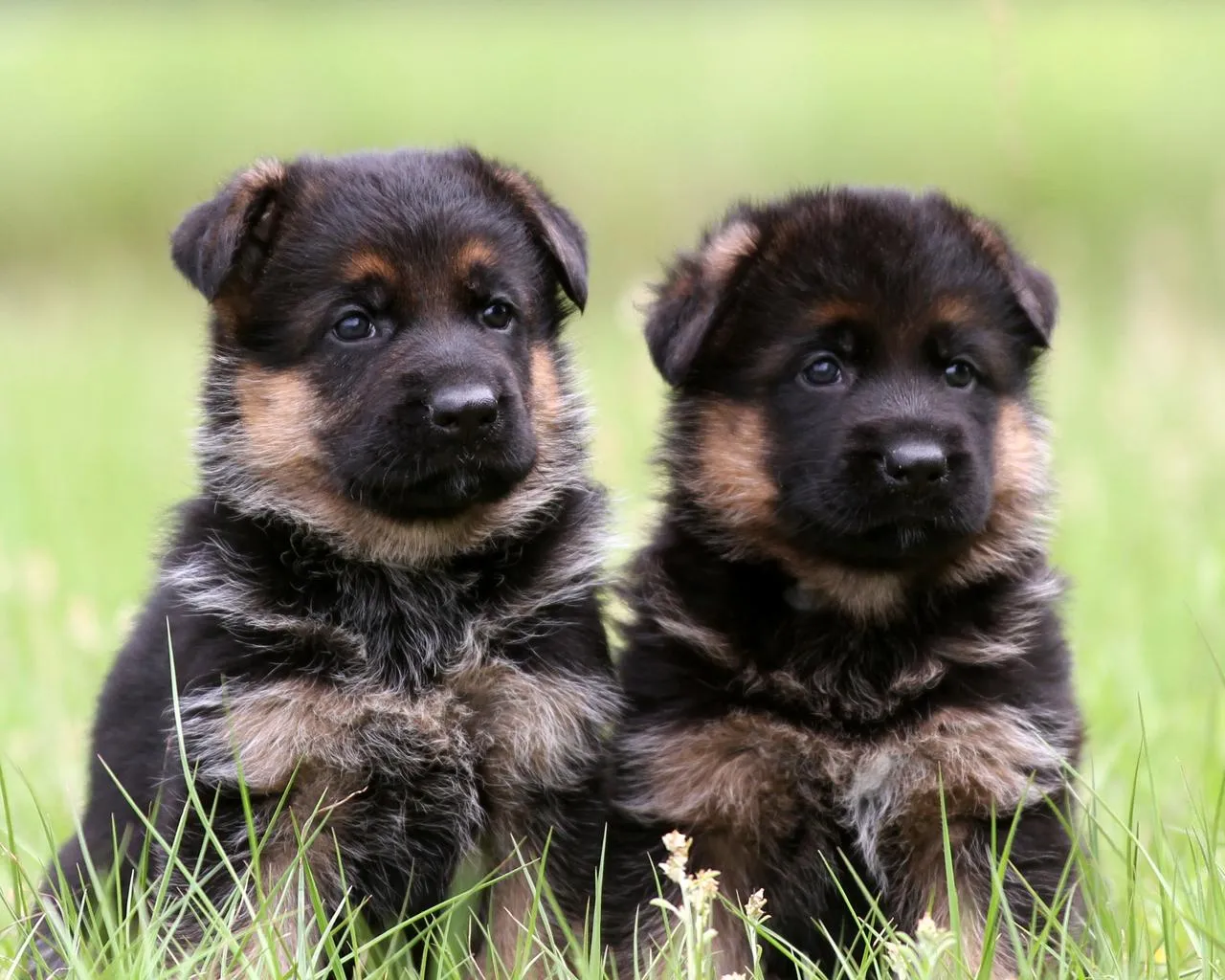 Shesim German Shepherd (Pastor Gjerman)